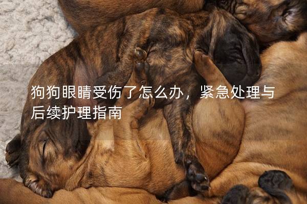 狗狗眼睛受伤了怎么办，紧急处理与后续护理指南
