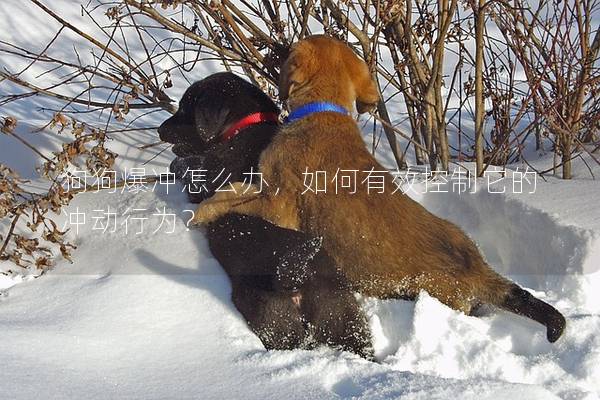 狗狗爆冲怎么办，如何有效控制它的冲动行为？