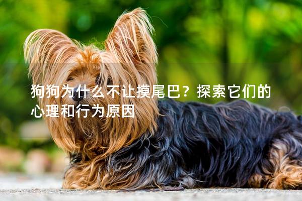 狗狗为什么不让摸尾巴？探索它们的心理和行为原因