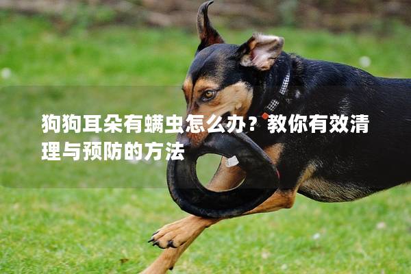 狗狗耳朵有螨虫怎么办？教你有效清理与预防的方法
