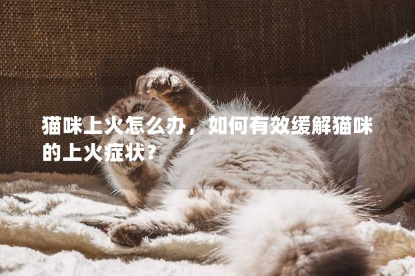 猫咪上火怎么办，如何有效缓解猫咪的上火症状？