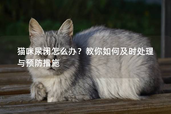 猫咪尿闭怎么办？教你如何及时处理与预防措施