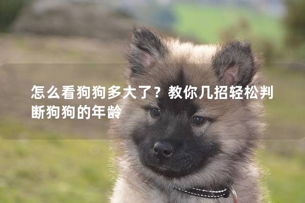 怎么看狗狗多大了？教你几招轻松判断狗狗的年龄