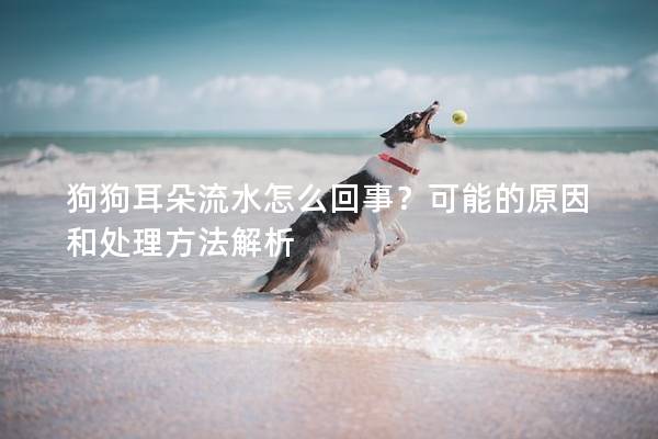 狗狗耳朵流水怎么回事？可能的原因和处理方法解析