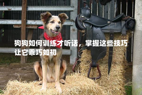 狗狗如何训练才听话，掌握这些技巧让它乖巧如初