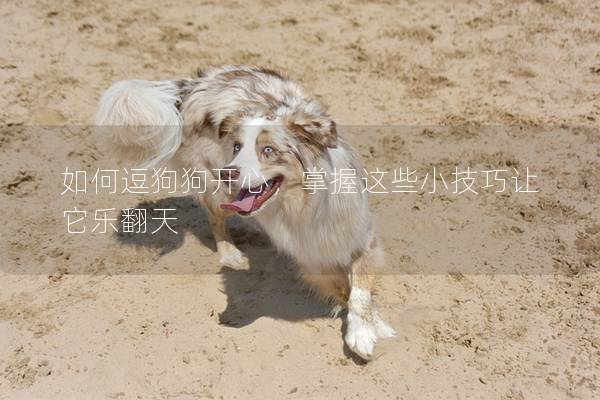 如何逗狗狗开心，掌握这些小技巧让它乐翻天