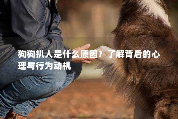 狗狗扒人是什么原因？了解背后的心理与行为动机