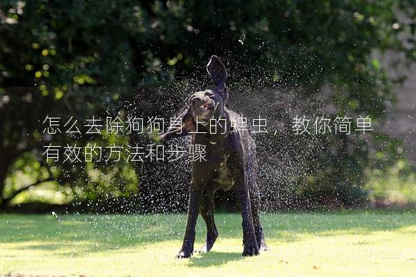 怎么去除狗狗身上的蜱虫，教你简单有效的方法和步骤