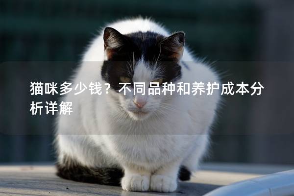 猫咪多少钱？不同品种和养护成本分析详解