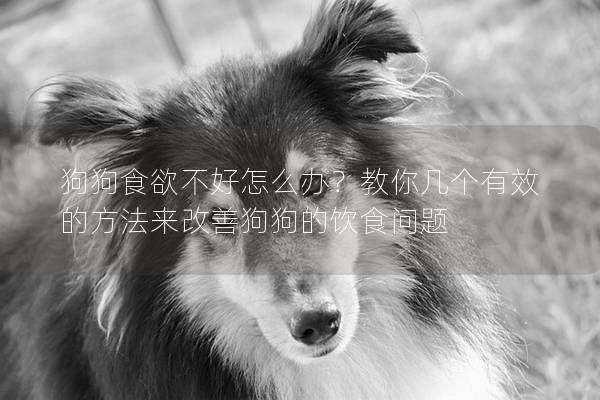 狗狗食欲不好怎么办？教你几个有效的方法来改善狗狗的饮食问题