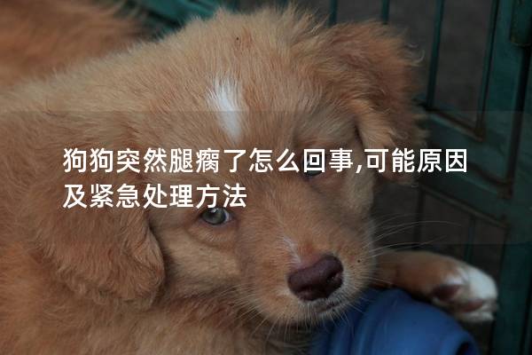 狗狗突然腿瘸了怎么回事,可能原因及紧急处理方法