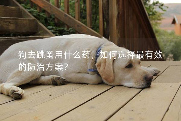 狗去跳蚤用什么药，如何选择最有效的防治方案？