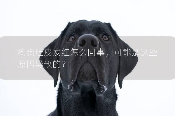 狗狗肚皮发红怎么回事，可能是这些原因导致的？