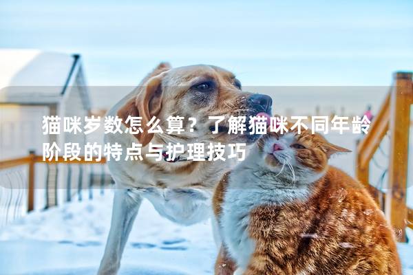 猫咪岁数怎么算？了解猫咪不同年龄阶段的特点与护理技巧