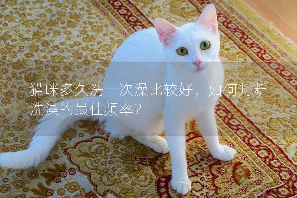 猫咪多久洗一次澡比较好，如何判断洗澡的最佳频率？