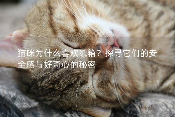 猫咪为什么喜欢纸箱？探寻它们的安全感与好奇心的秘密