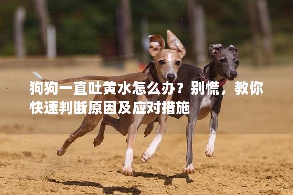 狗狗一直吐黄水怎么办？别慌，教你快速判断原因及应对措施