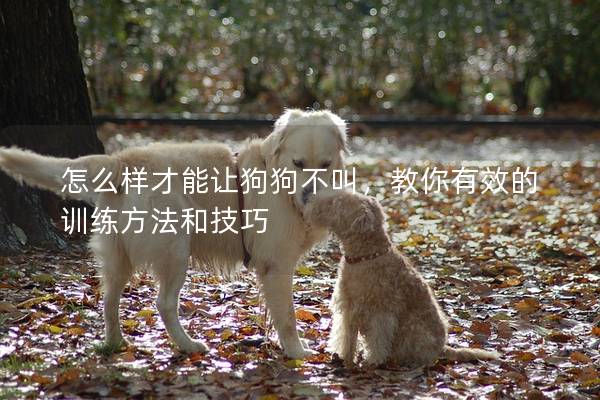 怎么样才能让狗狗不叫，教你有效的训练方法和技巧
