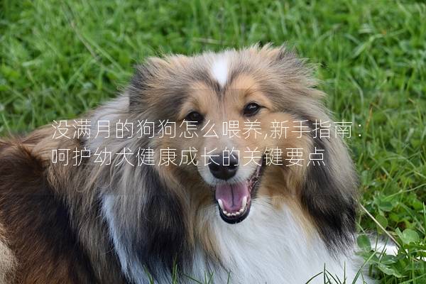 没满月的狗狗怎么喂养,新手指南：呵护幼犬健康成长的关键要点