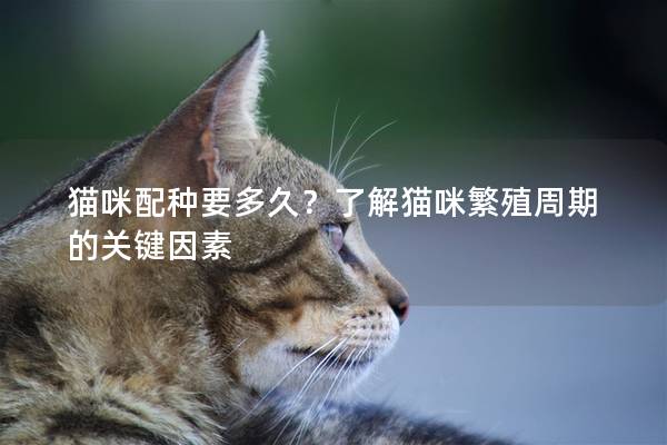 猫咪配种要多久？了解猫咪繁殖周期的关键因素