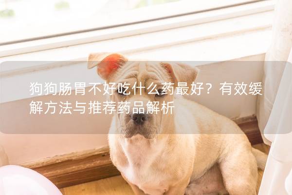 狗狗肠胃不好吃什么药最好？有效缓解方法与推荐药品解析