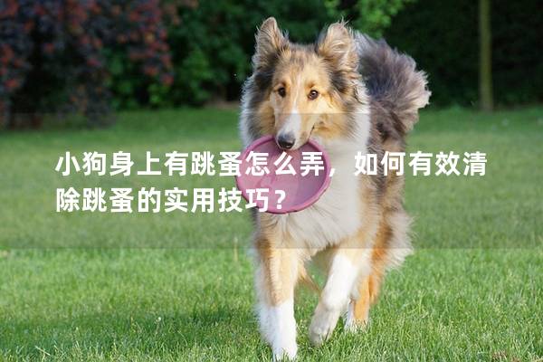 小狗身上有跳蚤怎么弄，如何有效清除跳蚤的实用技巧？