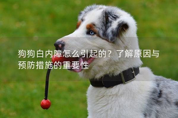 狗狗白内障怎么引起的？了解原因与预防措施的重要性