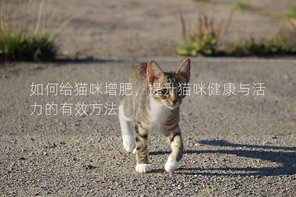 如何给猫咪增肥，提升猫咪健康与活力的有效方法