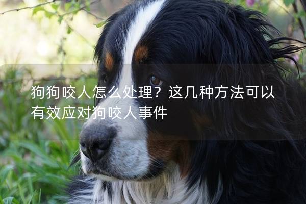狗狗咬人怎么处理？这几种方法可以有效应对狗咬人事件