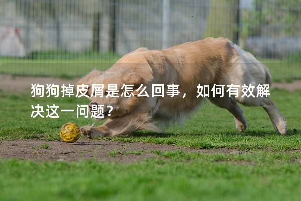 狗狗掉皮屑是怎么回事，如何有效解决这一问题？