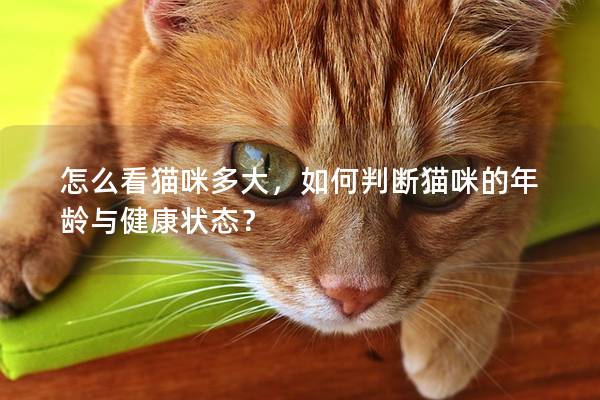 怎么看猫咪多大，如何判断猫咪的年龄与健康状态？