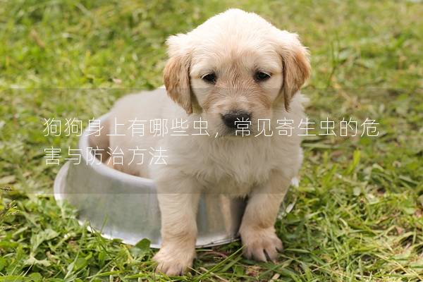 狗狗身上有哪些虫，常见寄生虫的危害与防治方法