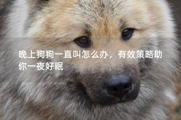 晚上狗狗一直叫怎么办，有效策略助你一夜好眠