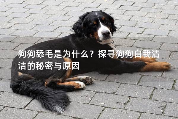 狗狗舔毛是为什么？探寻狗狗自我清洁的秘密与原因