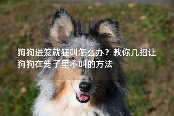 狗狗进笼就狂叫怎么办？教你几招让狗狗在笼子里不叫的方法