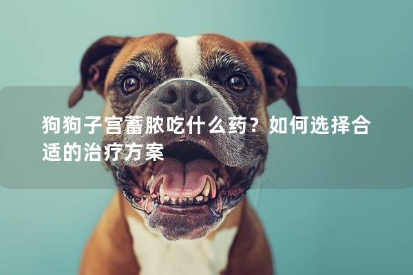 狗狗子宫蓄脓吃什么药？如何选择合适的治疗方案