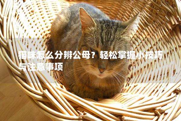 猫咪怎么分辨公母？轻松掌握小技巧与注意事项