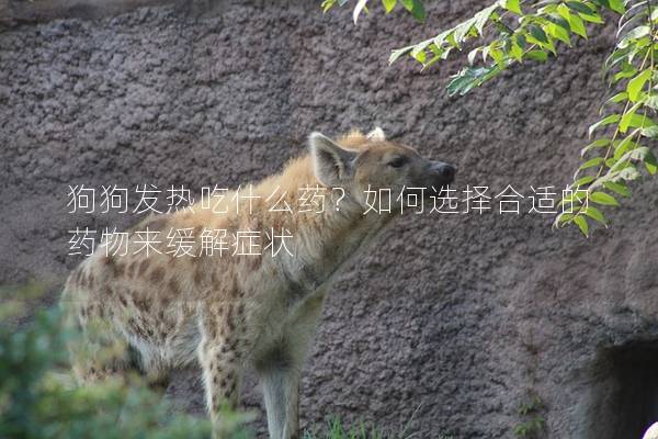狗狗发热吃什么药？如何选择合适的药物来缓解症状