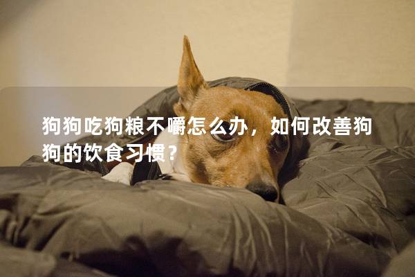狗狗吃狗粮不嚼怎么办，如何改善狗狗的饮食习惯？