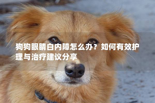 狗狗眼睛白内障怎么办？如何有效护理与治疗建议分享