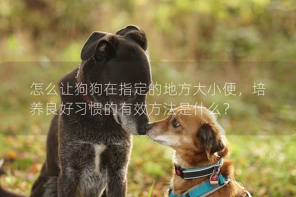 怎么让狗狗在指定的地方大小便，培养良好习惯的有效方法是什么？