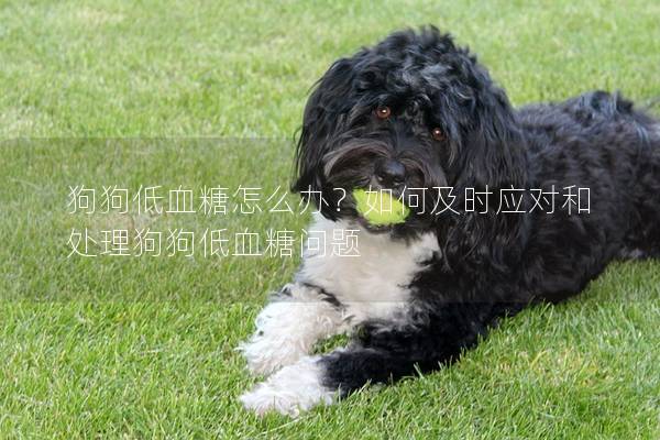 狗狗低血糖怎么办？如何及时应对和处理狗狗低血糖问题