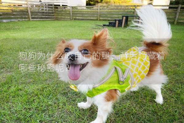 狗狗为什么咬自己的腿，背后隐藏着哪些秘密呢？