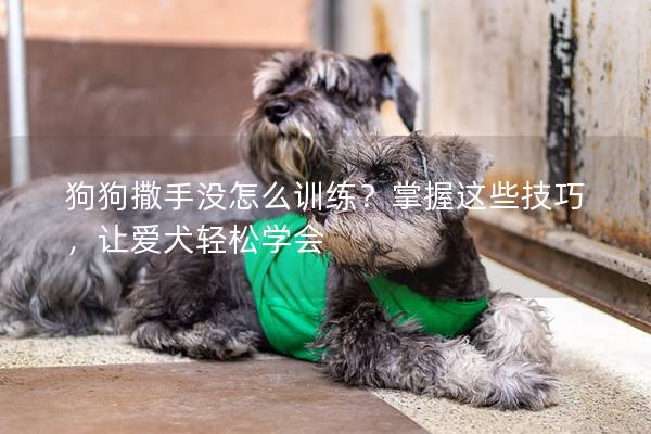 狗狗撒手没怎么训练？掌握这些技巧，让爱犬轻松学会