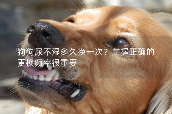 狗狗尿不湿多久换一次？掌握正确的更换频率很重要