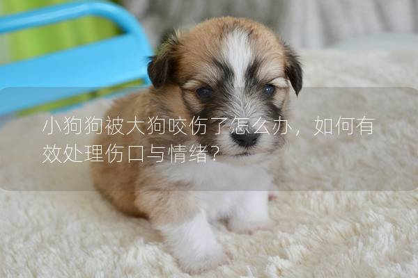 小狗狗被大狗咬伤了怎么办，如何有效处理伤口与情绪？