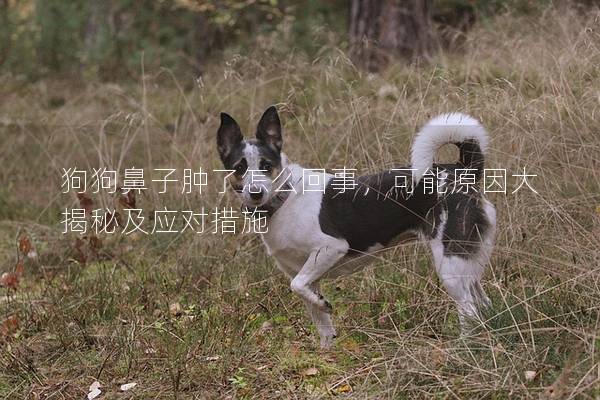 狗狗鼻子肿了怎么回事，可能原因大揭秘及应对措施