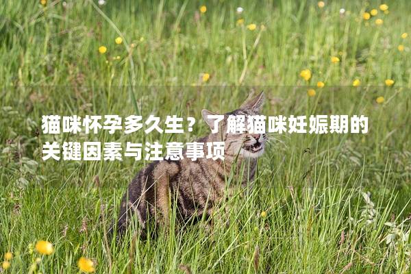 猫咪怀孕多久生？了解猫咪妊娠期的关键因素与注意事项