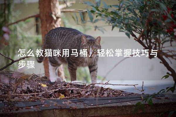怎么教猫咪用马桶，轻松掌握技巧与步骤