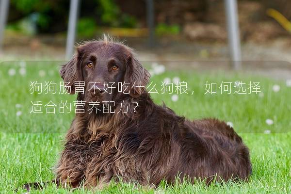 狗狗肠胃不好吃什么狗粮，如何选择适合的营养配方？
